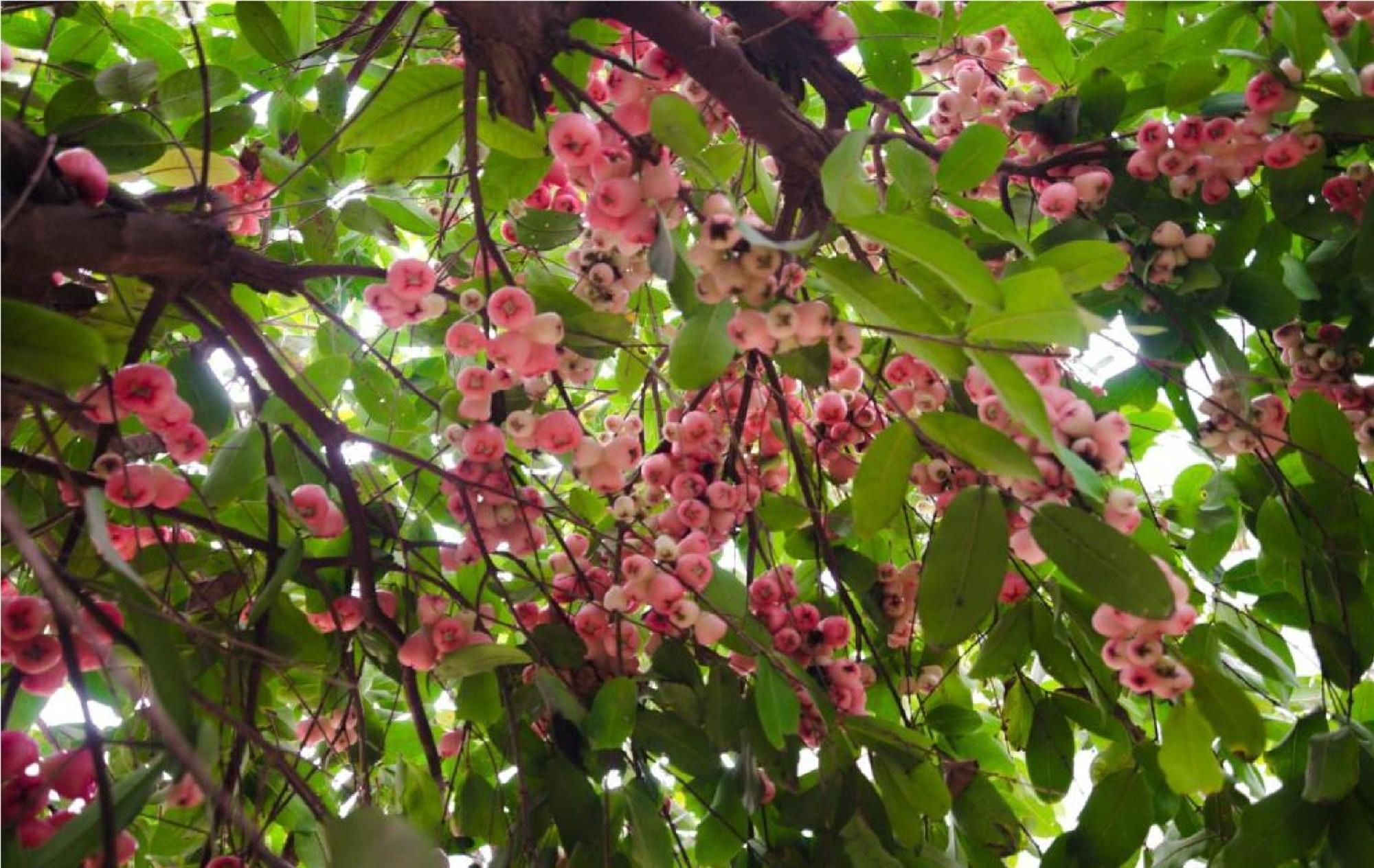 Riverside Plum Garden Villa Hội An Kültér fotó