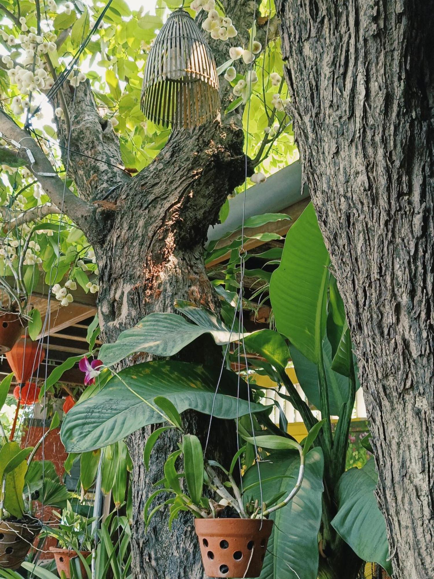 Riverside Plum Garden Villa Hội An Kültér fotó