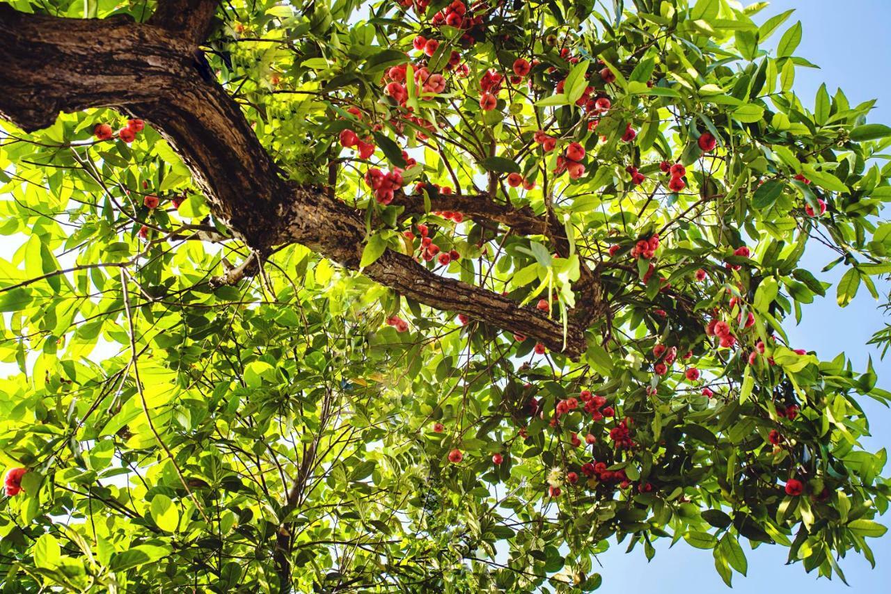 Riverside Plum Garden Villa Hội An Kültér fotó